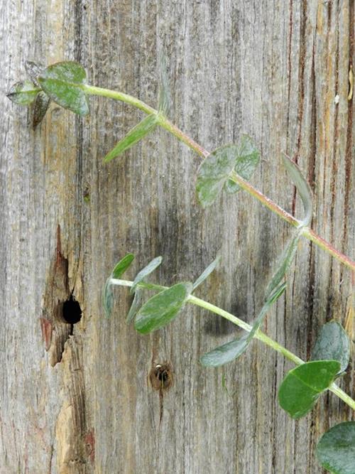 BABY BLUE EUCALYPTUS - 5 STEMS